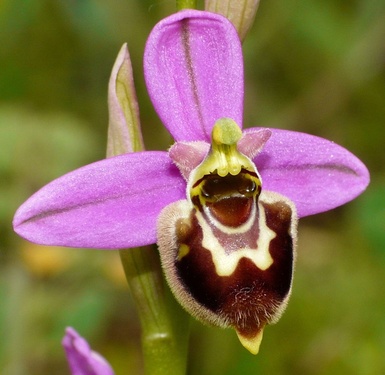 Ophrys apifera x Ophrys tenthredinifera neglecta  maggio 2014 in provincia di Potenza.